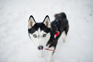 Husky dog on a leash walking at park on winter day.