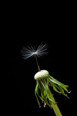 Dandelion last seed in the wind on black background 