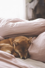 Cute shiba inu female dog with red coat sleeping in human bed with pink sheets. Natural bright light. Shallow depth of field. Pastel color. Close up portrait.