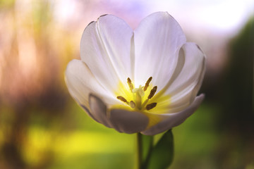 Naklejka premium White