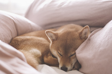 Cute shiba inu female dog with red coat sleeping in human bed with pink sheets. Natural bright light. Shallow depth of field. Pastel color. Close up portrait.