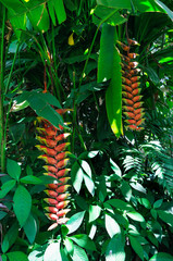 Close up of Heliconia tropics flower (Crab Claws; Heliconia rostrata).