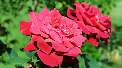 Beautiful roses in summer garden .Wide photo .