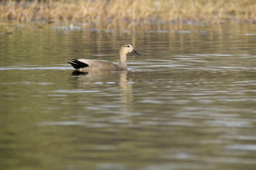 A gadwall swimming in the waters of bharatpur