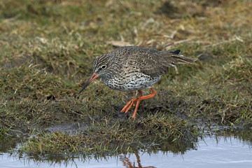 Common redshank (Tringa totanus)