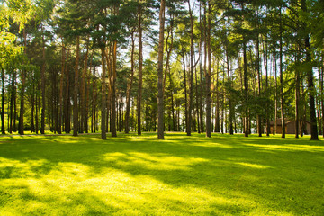 sunny meadow in pine forest in summer
