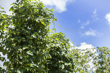 Green fresh hop cones for making beer and bread closeup, agricultural background.