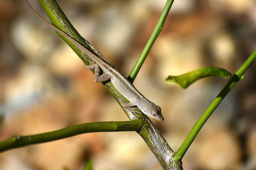 Florida Chameleon in lemon tree