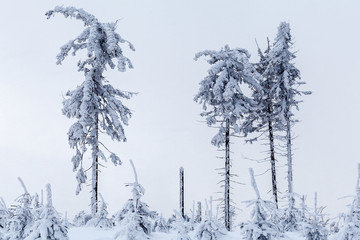 Beautiful winter forest of Beskid Slaski