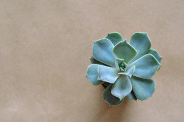 Topview /close up of echeveria on craft paper background. Spring gift