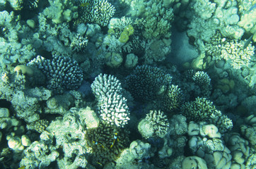 Naklejka na ściany i meble Landscape of sea corals at a depth from above