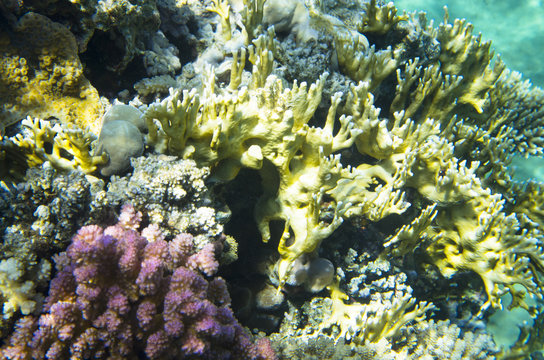 Multicolored corals in the red sea