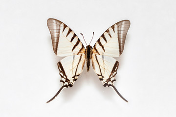 Butterfly specimen Brazil,Papilionidae,Scarece swallowtail 