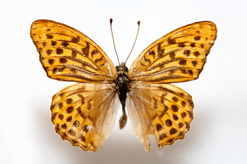 Butterfly specimen korea,Argynnis paphia,Silver-washed Fritillary,Male