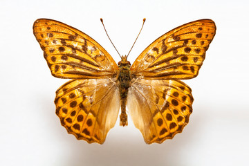 Butterfly specimen korea,Argynnis paphia,Silver-washed Fritillary,Female
