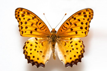 Butterfly specimen korea,Argyreus hyperbius,Black-tipped fritillary,Female