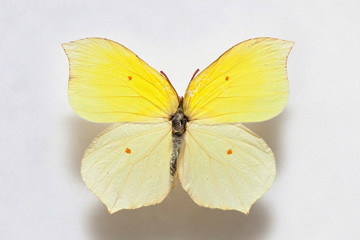 Fototapeta na wymiar Butterfly specimen korea,Gonepteryx mahaguru 