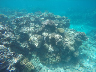 Fototapeta na wymiar Great Barrier Reef snorkel