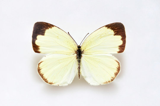 Butterfly specimen korea,Eurema hecabe,Common grass yellow