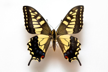 Butterfly specimen korea,Papilio machaon Linnaeus,Papilio machaon 