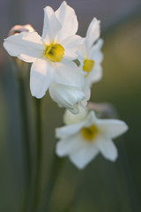 Obraz premium Narzisse (Narcissus)