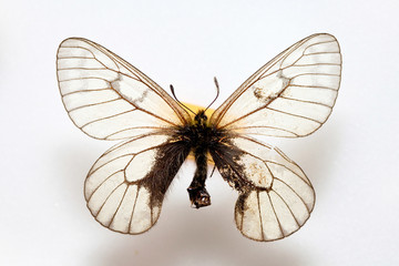 Butterfly specimen korea,Parnassius stubbendorfi 