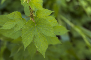Green fresh hop cones for making beer and bread closeup, agricultural background.