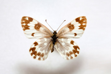 Fototapeta na wymiar Butterfly specimen korea,Pontia edusa,Female 