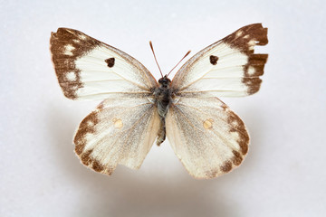 Naklejka na ściany i meble Butterfly specimen korea,Pieris dulcinea 
