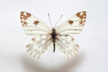 Fototapeta na wymiar Butterfly specimen korea,Pontia edusa,Male