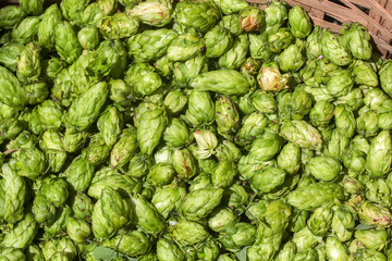 Fototapeta premium Green fresh hop cones for making beer and bread close up