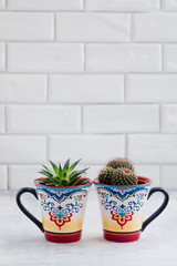 Green Cacti in colorful oriental cups, cactus home decoration concept