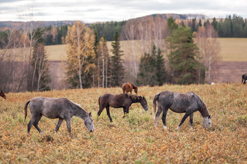 A herd of thin horses is grazing in the daytime in a yellow field in the autumn forest.