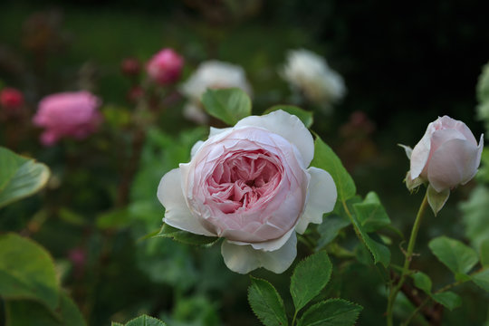 Beautiful light pink rose in the garden