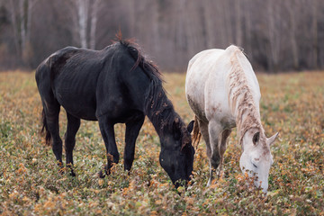 A herd of thin horses is grazing in the daytime in a yellow field in the autumn forest.
