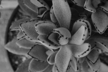 suculent plant black and withe close up