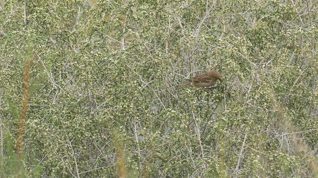 A female sparrow on bush at mid range distance eats flowers on a green flowering bush