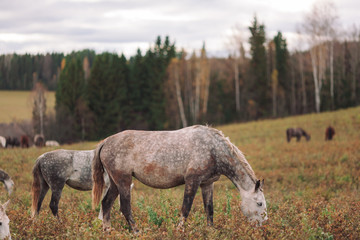 A herd of thin horses is grazing in the daytime in a yellow field in the autumn forest.