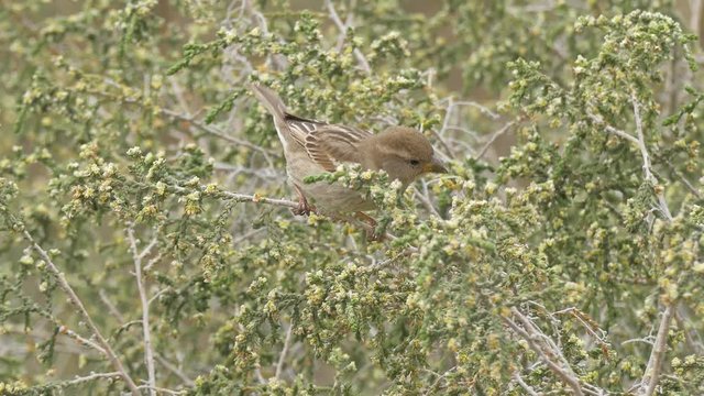 A female sparrow eats flowers on a green flowering bush, and then flies away
