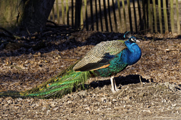 peacock in wildlife on a sunny day