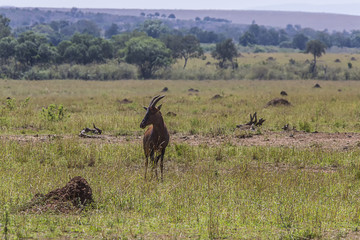 Naklejka na ściany i meble Lone Topi on the Serengeti 9484