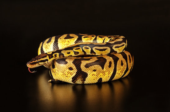 Royal python color pastels