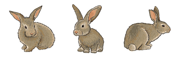 Easter Bunny - set of 3 different, vector illustration in realistic style, isolated on white background. Easter greetings illustration design template © Biscotto Design