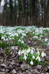 white snowdrop flowers in spring