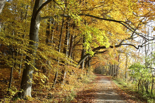 Herbst im Nationalpark Hainich
