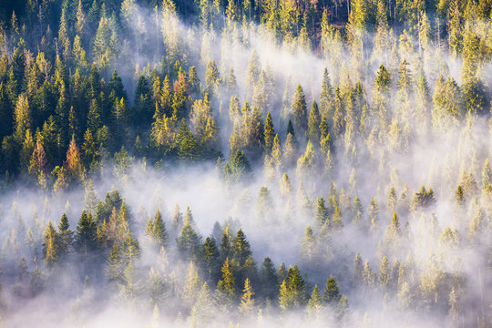 Fototapeta Morning fog in spruce and fir forest in warm sunlight