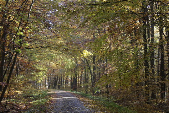 Herbst im Nationalpark Hainich