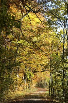 Herbst im Nationalpark Hainich