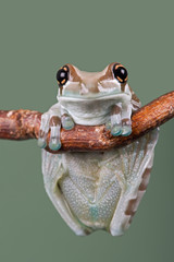 Amazon Milk Frog (Trachycephalus resinifictrix)/Amazon milk frog perched on thin branch