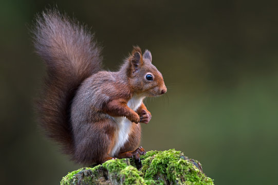 Red Squirrel (Sciurus vulgaris)/Red Squirrel on mossy tree stump in dark forest